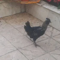 خروس سیاه
