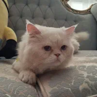 گربه پرشین سفید