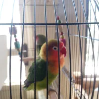 یک کوتوله برزیلی ماده مست مست