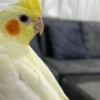 جوجه عروس هلندی
