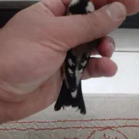 سهره نر قواره دار قرص بخون ۲ عدد