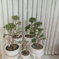 بونسای . بنسای جید یا خرفه ای مینیاتوری