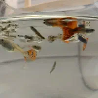 گوپی نیمه بالغ