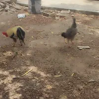 مرغ و خروس