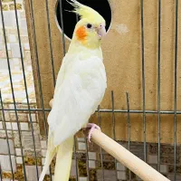 عروس هلندی ماده