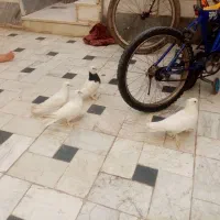 کفتر سفید پاک