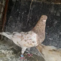 سلام کله هفت رنگ  نر ماده کار دروست