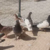 کفتر شهری چپ یال