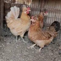 مرغ