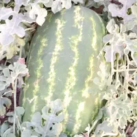 B32|خوردنی و آشامیدنی|کوهدشت, |دیوار