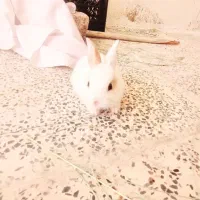 خرگوش گم شده