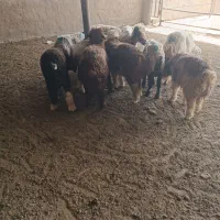 میش بره دار