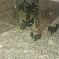 فروش  مرغ  و خروس محلی