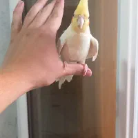 عروس هلندی سخنگو دستی