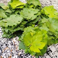 برگ انگور