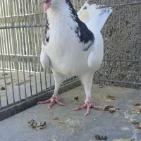 کبوتر زیبا