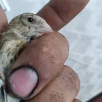سهره قناری.سهره.قناری
