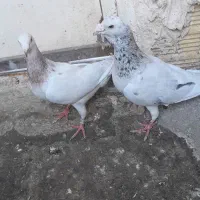 کفتر سار هفت رنگ جفتگاه