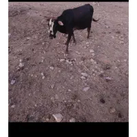 فروش گاو با گوساله