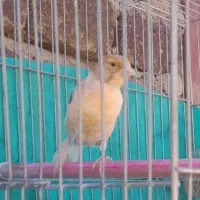 قناری ماده هوش  آهویی