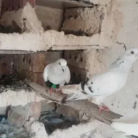 جفت شامی کاغذی