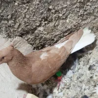 کفتر