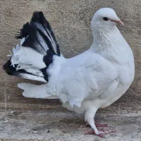 ۶ عدد کبوتر تزیینی دم چتری پا پر با دو جوجه