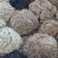 کورک و پوست گوسفند
