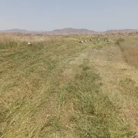 علف