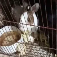 خرگوش ماده بالغ