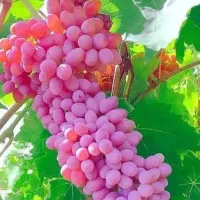 نهال انگور کشمشی و قرمز بی دانه|خدمات باغبانی و درختکاری|شوط, |دیوار