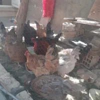 کاه گندم دیم