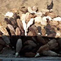 فروش قربانی