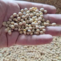 خرید کنسانتره شیری گاوی ویژه/کیفیت بالا،قیمت مناسب