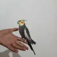 عروس هلندی