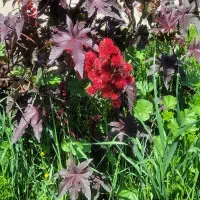 جذب نیرو برای سفره خانه سنتی شولستان