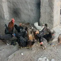 مرغ و خروس
