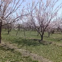 باغچه واقع در روستای قره گوز ایل|فروش خانه و ویلا|ارومیه, |دیوار