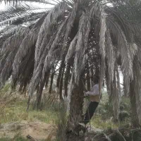 باغبانی ونظافت نخل
