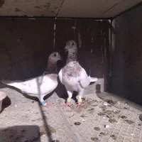 جفت سار با یه ماده سار فروشی