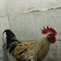 خروس گلین