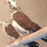 کبوتر پرشی