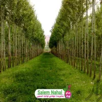 ارائه نهال سپیدار سریع الرشد