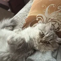 گربه اسکاتیش