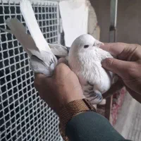 کبوتر|پرنده|تهران, مسعودیه|دیوار