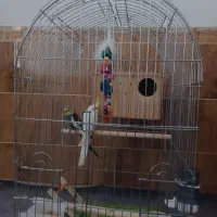 یک جفت عروس هلندی