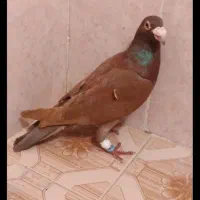 نر سرخ پلاکی