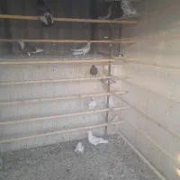 کبوتر گرفتنی