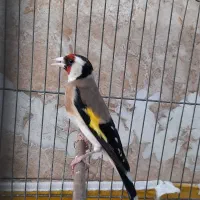 سهره نر بخون