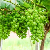 غوره
